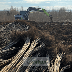 Ronde Ceviz Fidanı Köklü-Sertifikalı