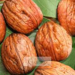 Ronde Ceviz Fidanı Köklü-Sertifikalı