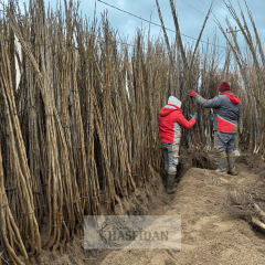 İnverto Ceviz Fidanı Köklü-Aşılı