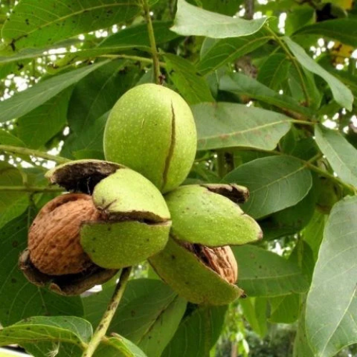 İnverto Ceviz Fidanı Köklü-Aşılı