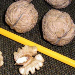 İnverto Ceviz Fidanı Köklü-Aşılı