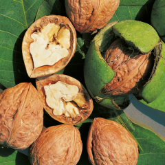 Cisco Ceviz Fidanı Köklü-Sertifikalı