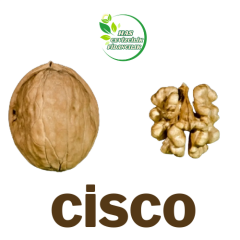 Cisco Ceviz Fidanı Köklü-Sertifikalı