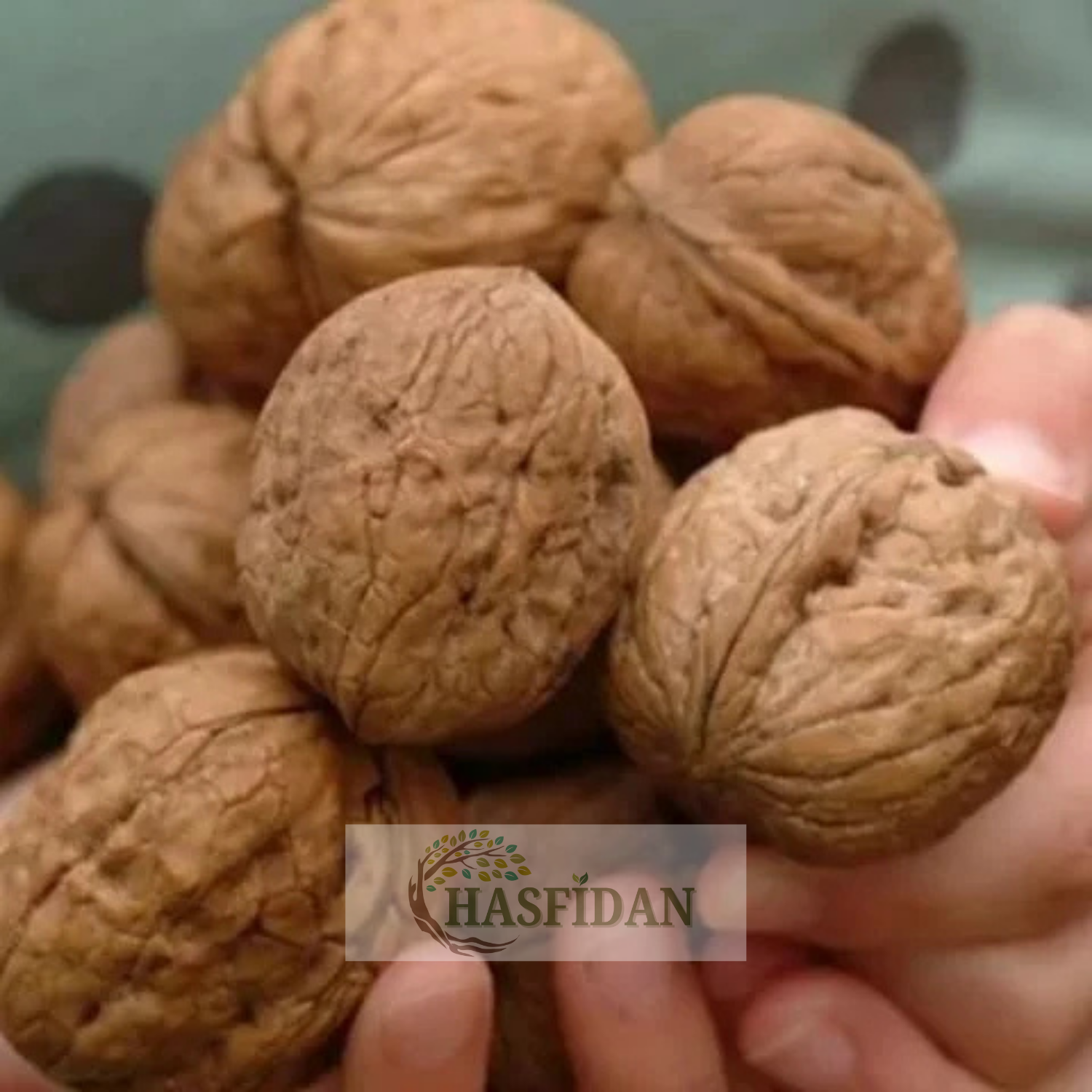 Meylannaise Ceviz Fidanı Köklü-Sertifikalı