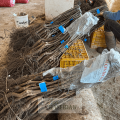 Kırmızı Ceviz Fidanı Köklü-Aşılı