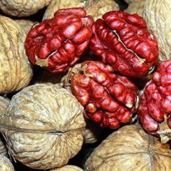 Kırmızı Ceviz Fidanı Köklü-Aşılı