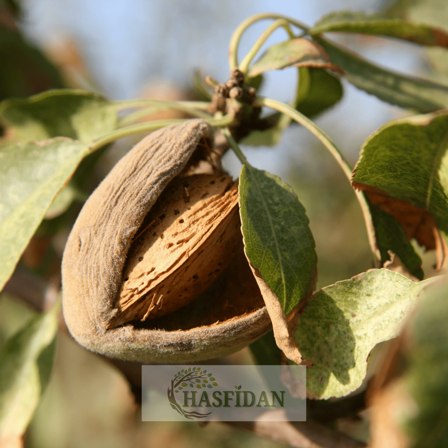 Ferragnes Badem Fidanı Köklü-3 Yaş