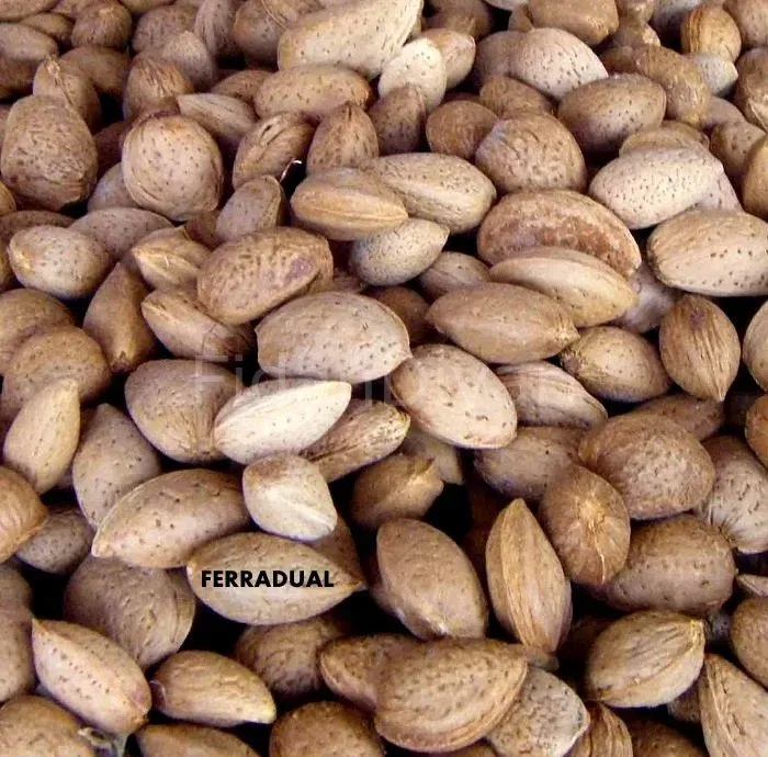 FERRADUEL BADEM FİDANI