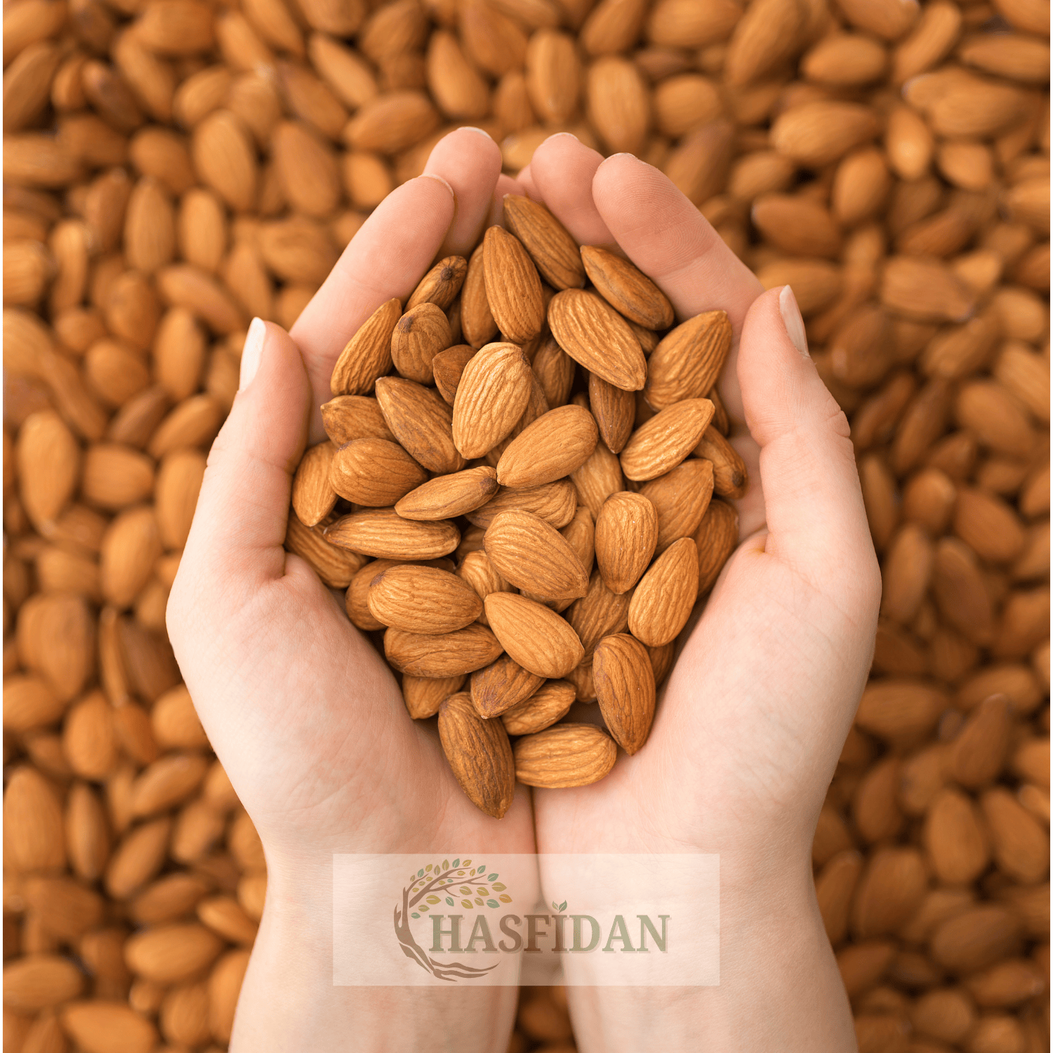 Ferraduel Badem Fidanı Köklü-3 Yaş