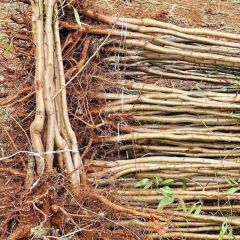 Ferraduel Badem Fidanı Köklü-3 Yaş