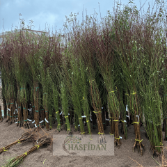 Nonpariel Badem Fidanı Köklü-3 Yaş