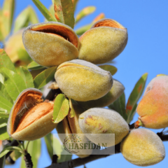 Nonpariel Badem Fidanı Köklü-3 Yaş