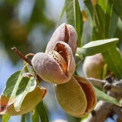 NONPAREİL BADEM FİDANI