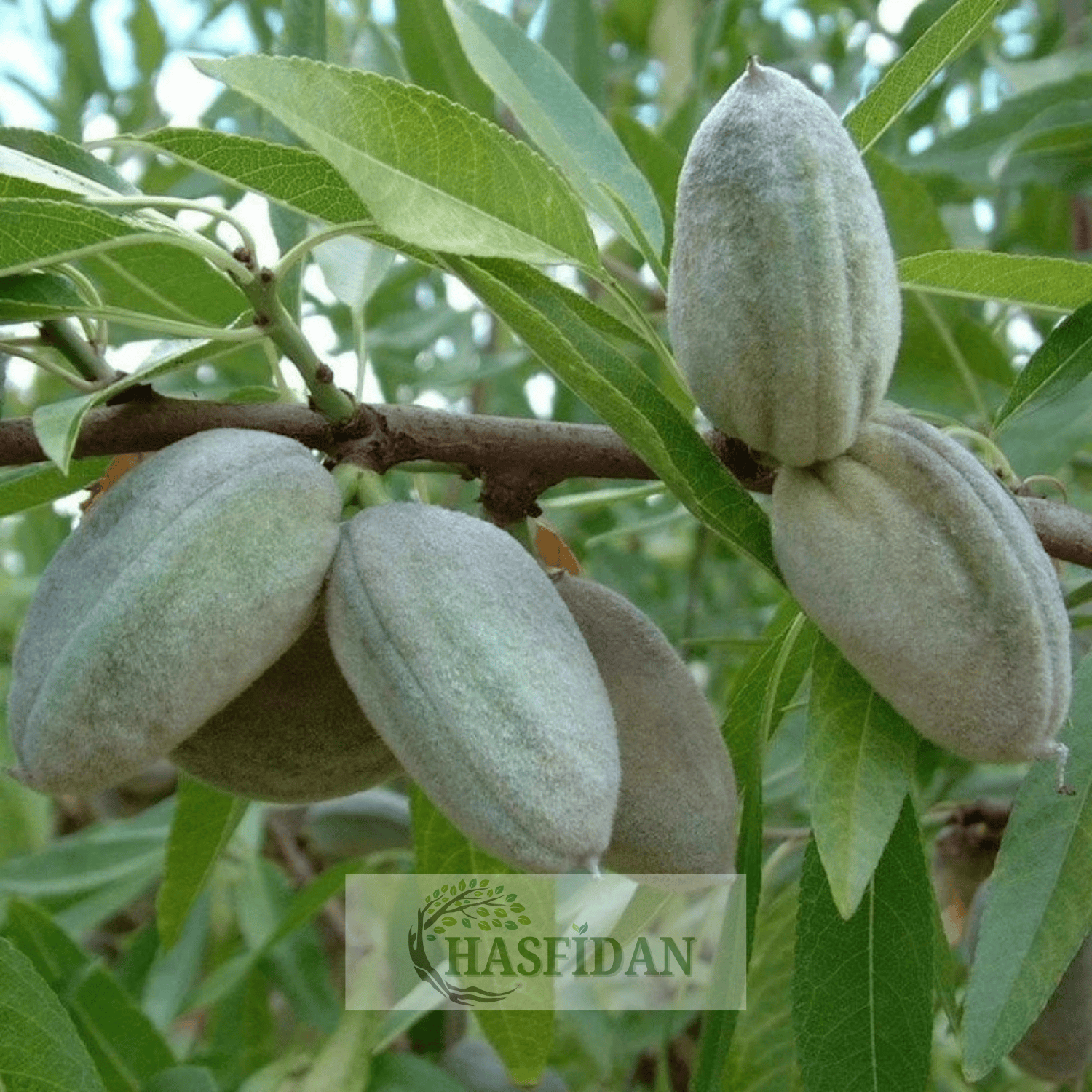 Bertina Badem Fidanı Köklü-3 Yaş