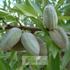 Bertina Badem Fidanı Köklü-3 Yaş