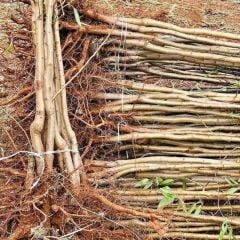 Bertina Badem Fidanı Köklü-3 Yaş