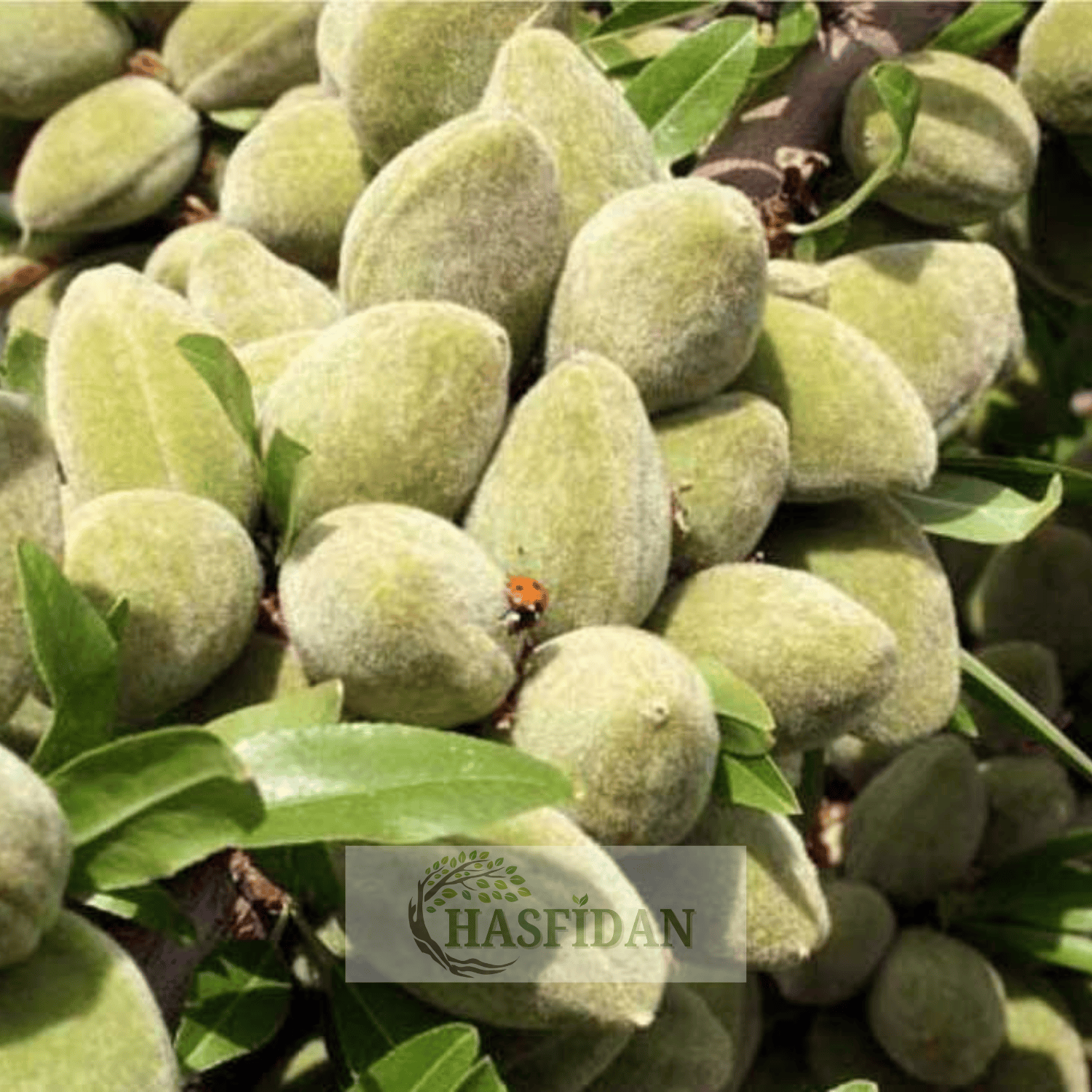 Makako Badem Fidanı Köklü-3 Yaş