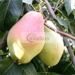 Santa Maria Armut Fidanı Köklü-3 Yaş