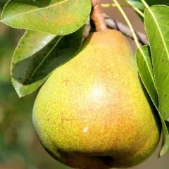 Margarit ARMUT FİDANI