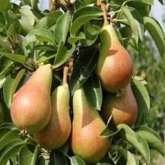 Carmen Armut Fidanı Köklü-3 Yaş