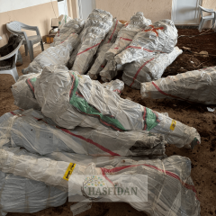 Ege 22 Ayva Fidanı Köklü-3 Yaş