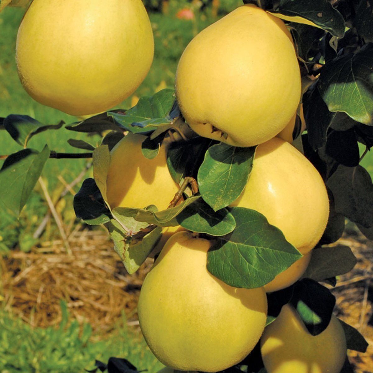 Ege 22 Ayva Fidanı Köklü-3 Yaş