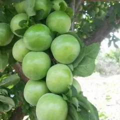 Papaz Erik Fidanı Köklü-3 Yaş