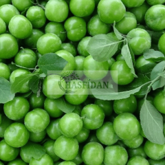 Papaz Erik Fidanı Köklü - 3 Yaş