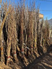 Papaz Erik Fidanı Köklü-3 Yaş