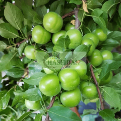 Papaz Erik Fidanı Köklü - 3 Yaş