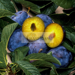 Mürdüm Erik Fidanı Köklü-3 Yaş