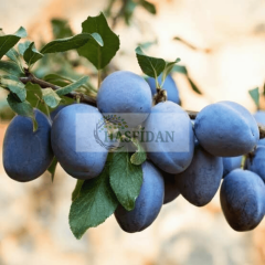 Mürdüm Erik Fidanı Köklü-3 Yaş