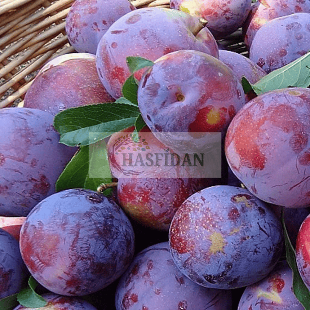 Anjelika Erik Fidanı Köklü-3 Yaş