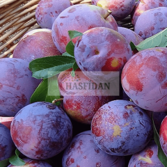 Anjelika Erik Fidanı Köklü-3 Yaş