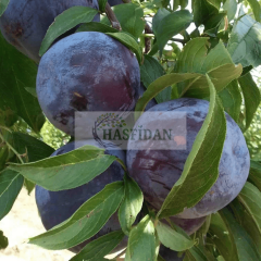 Anjelika Erik Fidanı Köklü-3 Yaş