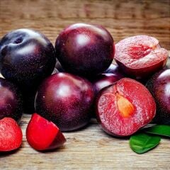 Anjelika Erik Fidanı Köklü-3 Yaş