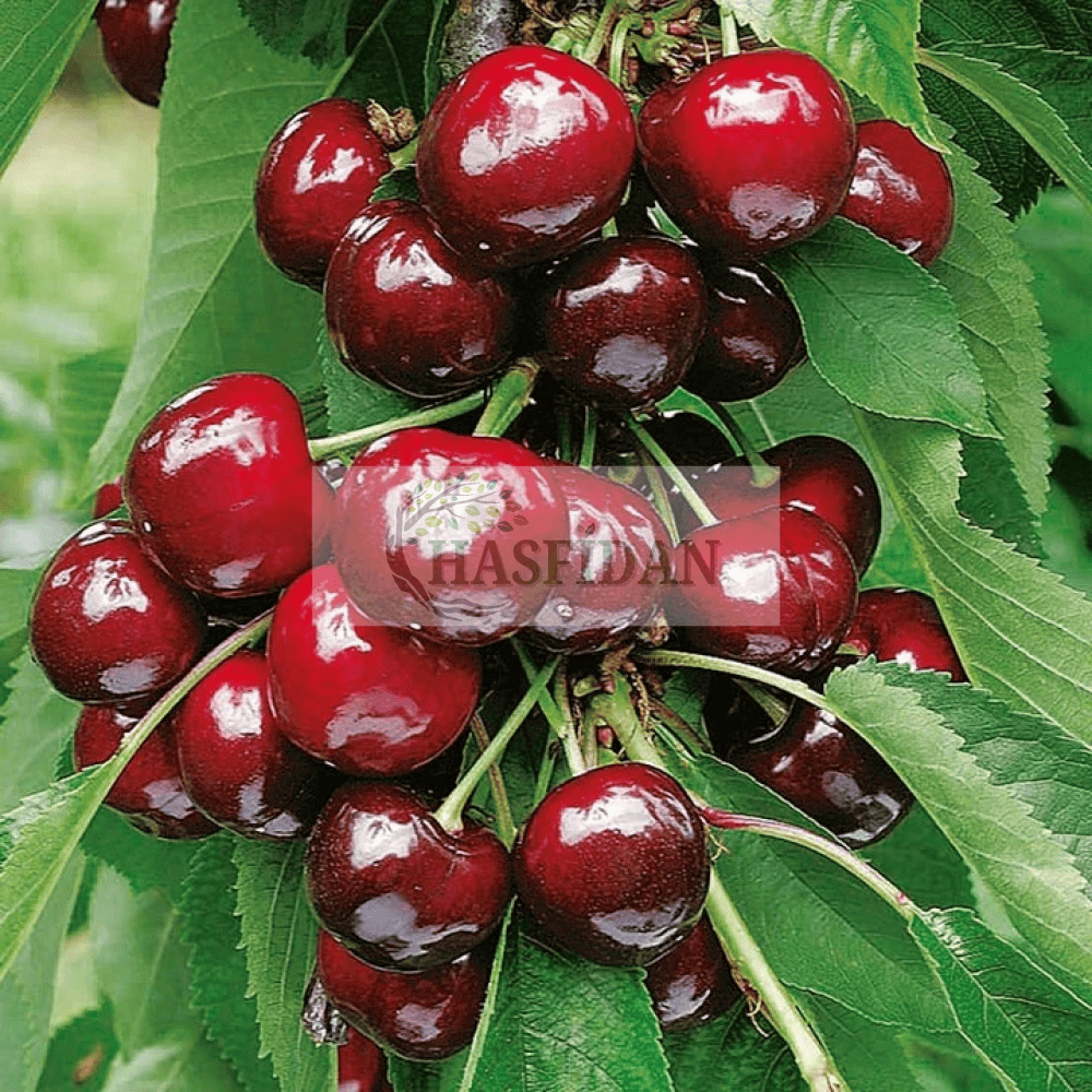 Napolyon Z0900 Kiraz Fidanı Köklü-3 Yaş