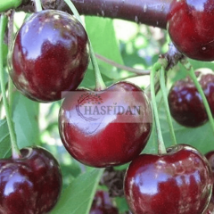 Napolyon Z0900 Kiraz Fidanı Köklü-3 Yaş