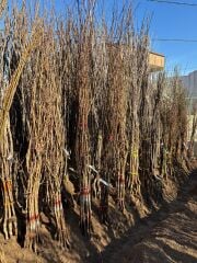 Beyaz Kiraz Fidanı Köklü-3 Yaş