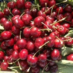 Lambert Kiraz Fidanı Köklü-3 Yaş