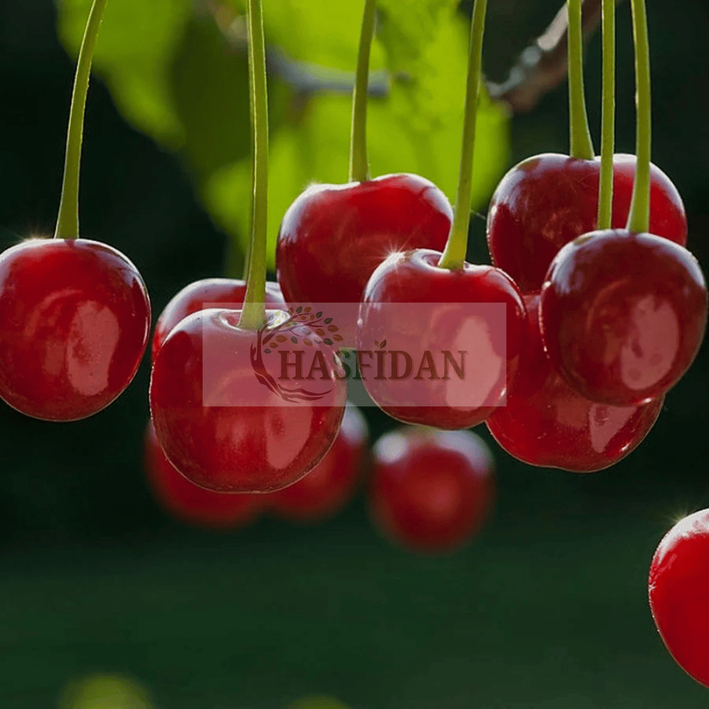 Kütahya Vişne Fidanı Köklü-3 Yaş