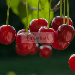 Kütahya Vişne Fidanı Köklü-3 Yaş