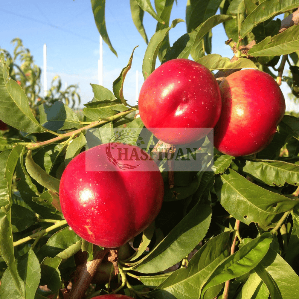 Ext. Red Kırmızı Nektarin Fidanı Köklü-3 Yaş