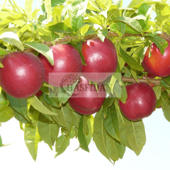 Ext. Red Kırmızı Nektarin Fidanı Köklü-3 Yaş