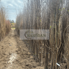 Ext. Red Kırmızı Nektarin Fidanı Köklü-3 Yaş