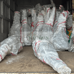 Ext. Red Kırmızı Nektarin Fidanı Köklü-3 Yaş