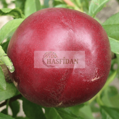 Ext. Red Kırmızı Nektarin Fidanı Köklü-3 Yaş