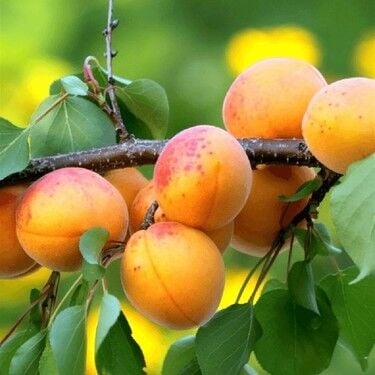 Şekerpare Kayısı Fidanı Köklü-3 Yaş