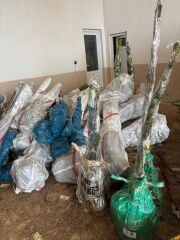 Şekerpare Kayısı Fidanı Köklü-3 Yaş