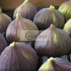 Bursa Siyahı İncir Fidanı Köklü-3 Yaş